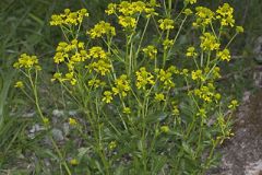 Yellow Rocket