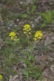 Yellow Rocket, Barbarea vulgaris