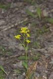 Yellow Rocket, Barbarea vulgaris