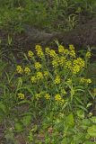 Yellow Rocket, Barbarea vulgaris