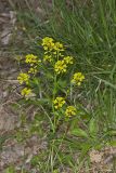 Yellow Rocket, Barbarea vulgaris