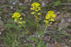 Yellow Rocket, Barbarea vulgaris