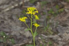 Yellow Rocket, Barbarea vulgaris