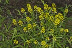 Yellow Rocket, Barbarea vulgaris