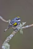 Yellow-rumped Warbler, Setophaga coronata