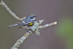 Yellow-rumped Warbler, Setophaga coronata