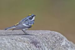 Yellow-rumped Warbler, Setophaga coronata