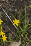 Yellow Star Grass, Hypoxis hirsuta