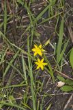 Yellow Star Grass, Hypoxis hirsuta