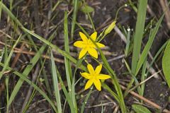 Yellow Star Grass