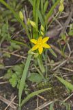 Yellow Star Grass, Hypoxis hirsuta