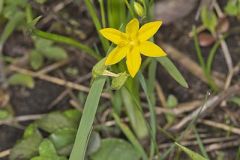 Hypoxidaceae, Star Grass Family