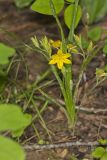 Yellow Star Grass, Hypoxis hirsuta