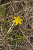 Yellow Star Grass, Hypoxis hirsuta