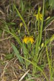 Yellow Star Grass, Hypoxis hirsuta