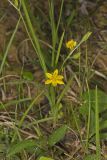 Yellow Star Grass, Hypoxis hirsuta
