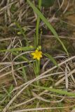 Yellow Star Grass, Hypoxis hirsuta