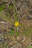Yellow Star Grass, Hypoxis hirsuta