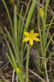 Yellow Star Grass, Hypoxis hirsuta