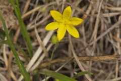 Yellow Star Grass, Hypoxis hirsuta