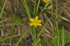 Yellow Star Grass, Hypoxis hirsuta