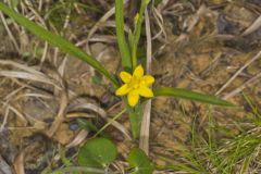 Yellow Star Grass, Hypoxis hirsuta
