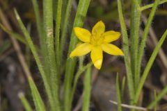 Yellow Star Grass, Hypoxis hirsuta