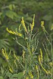 Yellow Sweet Clover, Melilotus officinalis