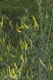 Yellow Sweet Clover, Melilotus officinalis