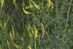 Yellow Sweet Clover