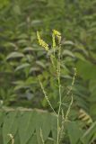 Yellow Sweet Clover, Melilotus officinalis