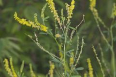 Yellow Sweet Clover, Melilotus officinalis