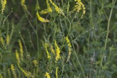 Yellow Sweet Clover, Melilotus officinalis