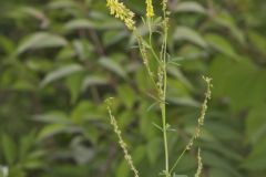 Yellow Sweet Clover, Melilotus officinalis
