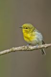 Yellow-throated Vireo, Vireo flavifrons