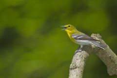 Yellow-throated Vireo, Vireo flavifrons Yellow-throated Vireo, Vireo flavifrons