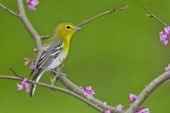Yellow-throated Vireo, Vireo flavifrons Yellow-throated Vireo, Vireo flavifrons
