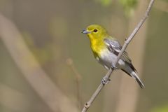 Yellow-throated Vireo, Vireo flavifrons Yellow-throated Vireo, Vireo flavifrons