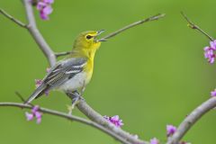 Yellow-throated Vireo, Vireo flavifrons Yellow-throated Vireo, Vireo flavifrons