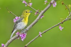 Yellow-throated Vireo, Vireo flavifrons Yellow-throated Vireo, Vireo flavifrons