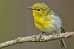 Yellow-throated Vireo, Vireo flavifrons
