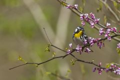 Wood Warblers