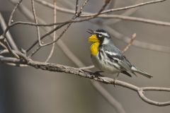 Yellow-throated Warbler, Setophaga dominica