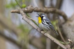 Yellow-throated Warbler, Setophaga dominica