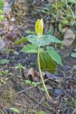 Yellow Trillium, Trillium luteum