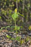 Yellow Trillium, Trillium luteum