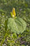 Yellow Trillium, Trillium luteum