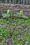 Yellow Trillium, Trillium luteum