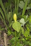 Yellow Trillium, Trillium luteum