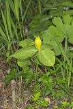 Yellow Trillium, Trillium luteum
